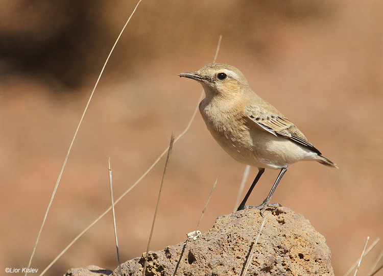   Black-eared Wheatear Oenanthe hispanica ,Bacha valley  Golan ,September  2011. Lior Kislev